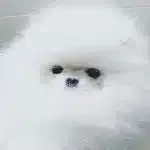 Ayi Surat Pomeranian Yavruları