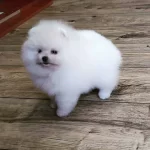 Pomeranian Boo Yavruları