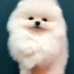 Irk Garantili Pomeranian Yavruları