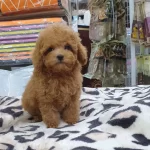 Toy Poodle Yavruları