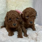 Orjinal Toy Poodle Yavruları