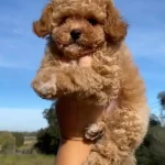Toy Poodle Yavruları Denizli