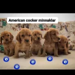 Tuvalet Eğitimli Minnaklarım…