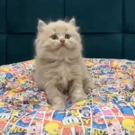 Brıtısh Longhaır Yavrum