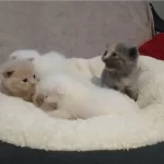 Sevmelere Doyamayacağınız 4 Adet Şirin Kardeşler