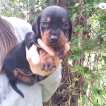 Irk Garantili Dachshund Yavruları