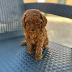 Irk Garantili Toy Poodle Yavruları
