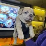 Egzotik French Bulldog Yavrularım Harika Renkler Ve Anatomi
