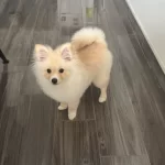 Ücretsiz Yavru Pomeranian Sahiplendirilecektir.