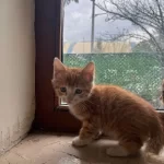 Tatlı Miniğimiz Sevgi Dolu Ailesini Bekliyor