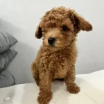 Aşıları Tam 2.5 Aylık Yavru Toy Poodle’lar