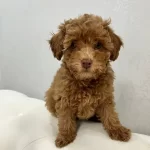 Yavru Toy Poodle Dişi Erkek
