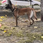 Ücretsiz Sahiplendirilecek Belçika Kurdu , Belgian Malinois