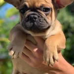 Fawn French Bulldog Yavruları