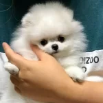 Ayi Surat Pomeranian Boo Yavruları