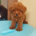 Irk Garantili Toy Poodle Yavruları