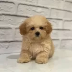 Irk Garantili Maltipoo Yavruları