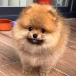 Güzeller Güzeli Yavrumuz Yeni Yuvasını Bekliyor