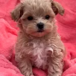 Irk Garantili Maltipoo Yavruları