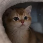 Golden British Shorthair Yavruları