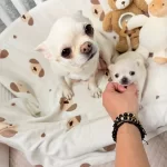 Orjinal Chihuaha Yavruları