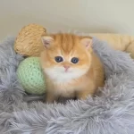 British Shorthair Yavruları