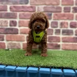 Orjinal Toy Poodle Yavruları