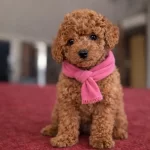 Orjinal Poodle Yavruları