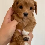 Güzel Maltipoo Yavruları
