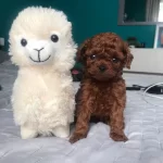 Dünya Tatlısı Toy Poodle Yavruları