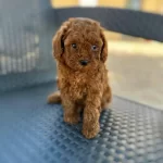 Toy Poodle Yavruları