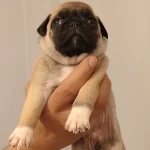 Minik Tatlı Yavrumuz Yeni Yuvasını Bekliyor