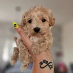 Dünya Tatlısı Maltipoo Yavruları
