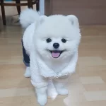 Özel Pomeranian Boo Yavruları