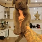 Cane Corso Bebekleri