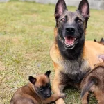 Belçika Malinois Yavruları