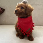 Tüm Ekipmanları Ve Mamasıyla Birlikte Yuvalandırılacak Toy Poodle