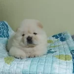 Çin Aslanı Yavruları