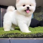 Orjinal Pomeranian Boo