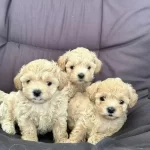 Efsane Tatli Maltipoo Yavruları