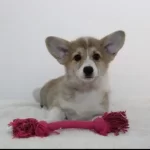 Welsh Corgi Yavruları