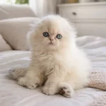 Sıfır Kulak Dişi Ayıcık Surat