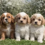 Erkek Yavrular Süper Gen