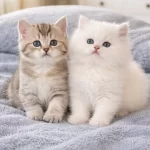 Süper Bebeklerım Hazır