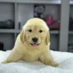 Golden Retriever Yavruları