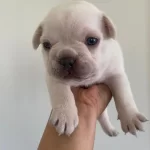 French Bulldog Erkek Yavru