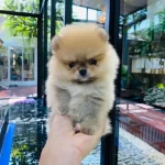 Teddy Bear Pomeranian Boo Yavruları