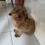 4 Aylık Erkek Toy Poodle