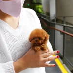 Micro Teacup Toy Poodle Yavrularim