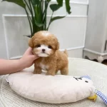 Zirve Guzellikteki Korean Toy Poodle Bebişlerimiz
